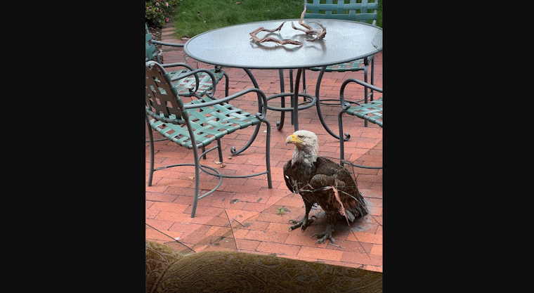 Bald Eagle Shatters Home Window in Palo Alto