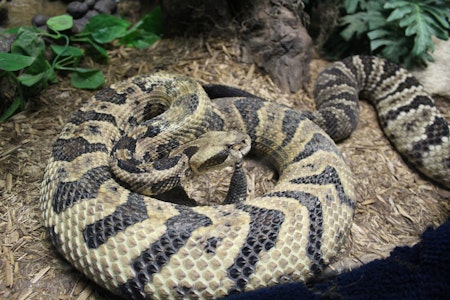 Rattlesnake Scare in the Bay area: 7-Year-Old Airlifted to Hospital