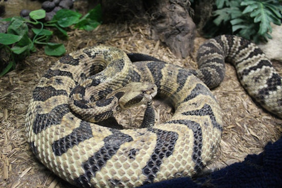 Rattlesnake Scare in the Bay area: 7-Year-Old Airlifted to Hospital