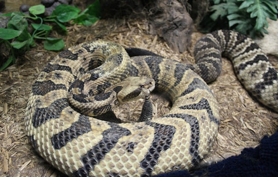 Rattlesnake Scare in the Bay area: 7-Year-Old Airlifted to Hospital