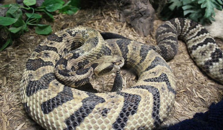 Rattlesnake Scare in the Bay area: 7-Year-Old Airlifted to Hospital