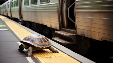 Union City BART Station Ground to a Halt for Turtle Rescue Mission Last Week