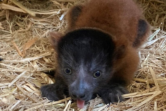Video & Photos of Newborn Endangered Red-Ruffed Lemur Pups at San Jose Zoo