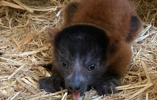 Video & Photos of Newborn Endangered Red-Ruffed Lemur Pups at San Jose Zoo