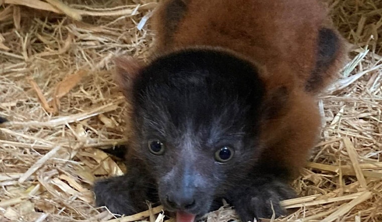 Video & Photos of Newborn Endangered Red-Ruffed Lemur Pups at San Jose Zoo