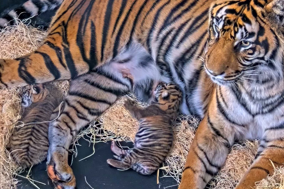 Two endangered tiger cubs born at Memphis Zoo