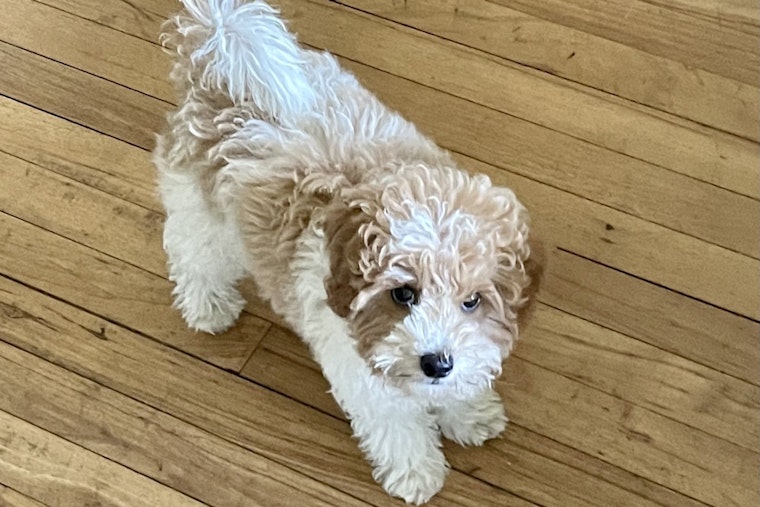 2 Women Stole 'Buddy,' the San Rafael Therapy Dog, After Playing with the Pup on the Sidewalk