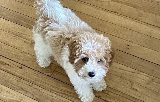 2 Women Stole 'Buddy,' the San Rafael Therapy Dog, After Playing with the Pup on the Sidewalk