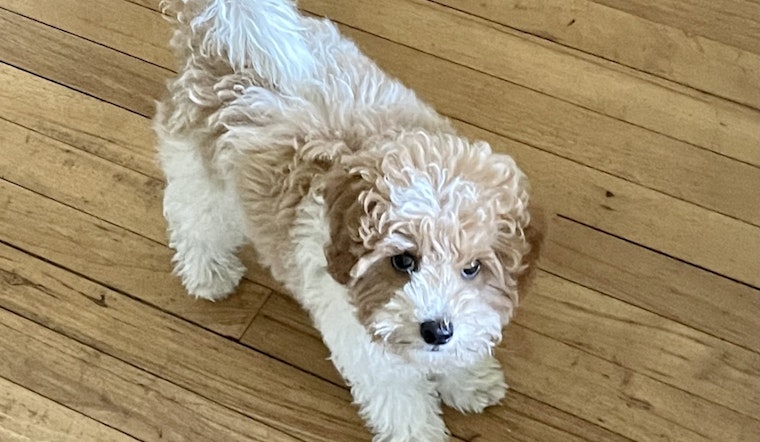 2 Women Stole 'Buddy,' the San Rafael Therapy Dog, After Playing with the Pup on the Sidewalk