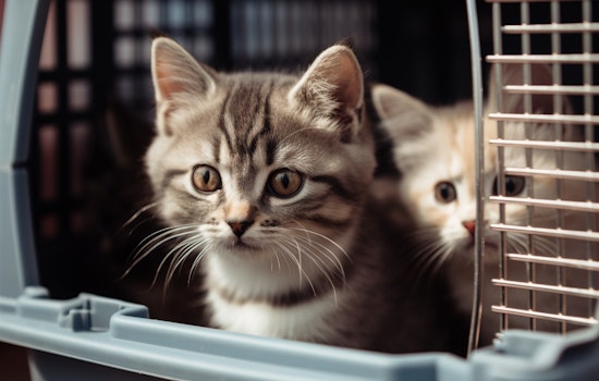 27 Kittens Escape Overcrowded San Diego Shelters; Fly by Plane to Portland, As 1,000 Kittens Left Behind