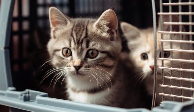 27 Kittens Escape Overcrowded San Diego Shelters; Fly by Plane to Portland, As 1,000 Kittens Left Behind