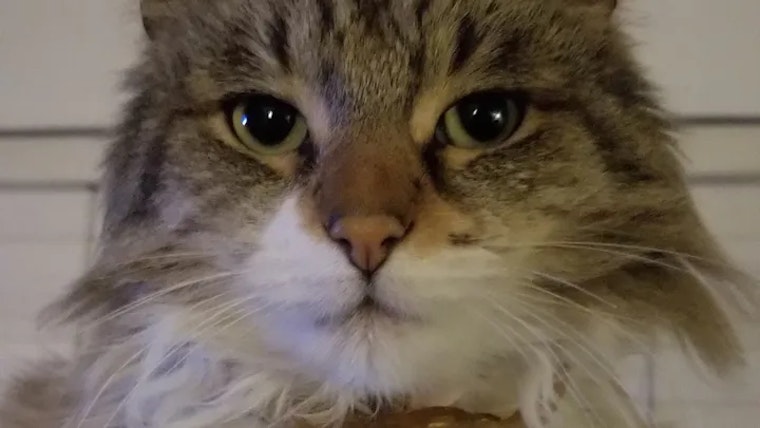 San Jose Man's Emotional Support Cat Tootie Pootie Mauled by Rogue Dog