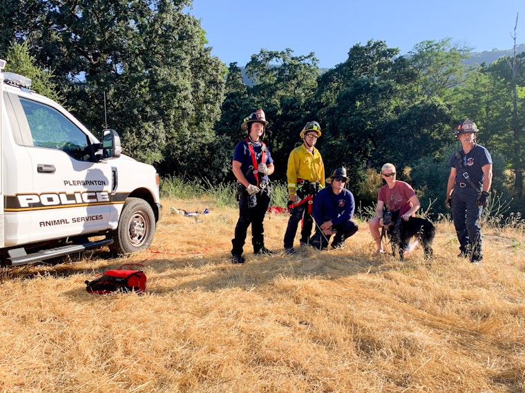 Dog's Death-Defying Leap Off Pleasanton Cliff Ends in Heartwarming Rescue