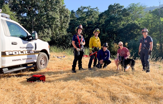 Dog's Death-Defying Leap Off Pleasanton Cliff Ends in Heartwarming Rescue