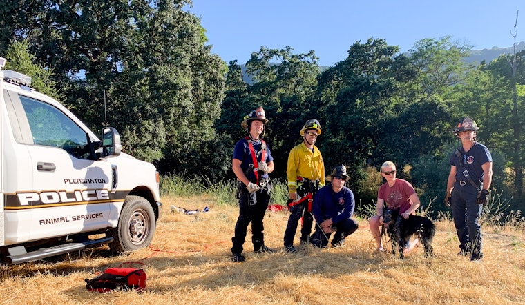 Dog's Death-Defying Leap Off Pleasanton Cliff Ends in Heartwarming Rescue