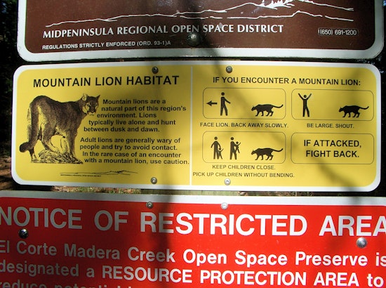 Death of South San Jose Mountain Lion Sparks Urgency for Wildlife Conservation Efforts