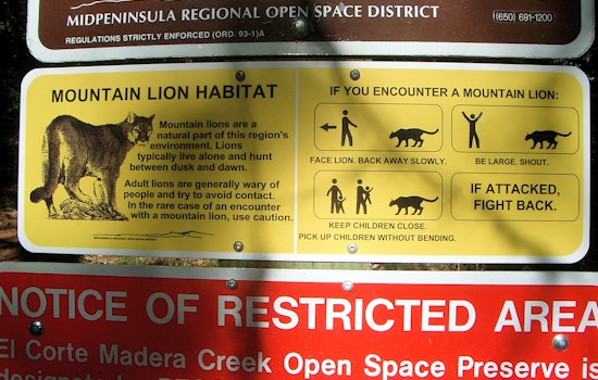 Death of South San Jose Mountain Lion Sparks Urgency for Wildlife Conservation Efforts