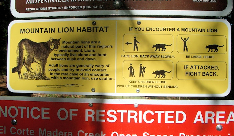 Death of South San Jose Mountain Lion Sparks Urgency for Wildlife Conservation Efforts