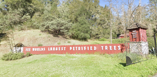 Historic Petrified Forest in Calistoga Up for Sale: Will Sequoias Find New Keepers or Face Future Destruction?