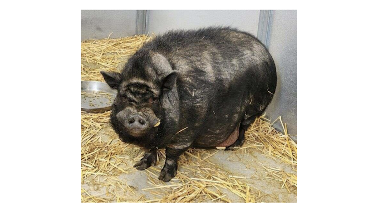 San Mateo's Most Eligible Porker: Professor Truffles, the 150-Pound Potbellied Pig Seeks New Home