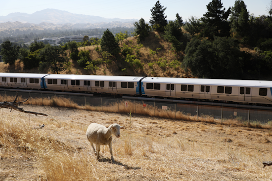 BART Switches from Goats to Sheep to Munch on Fire Hazards in the Bay Area: A Fluffy Solution to Fire Mitigation