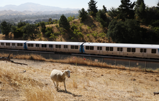 BART Switches from Goats to Sheep to Munch on Fire Hazards in the Bay Area: A Fluffy Solution to Fire Mitigation