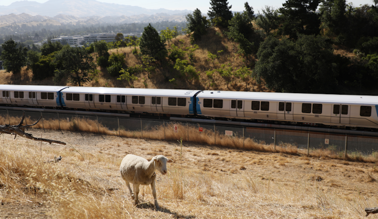 BART Switches from Goats to Sheep to Munch on Fire Hazards in the Bay Area: A Fluffy Solution to Fire Mitigation