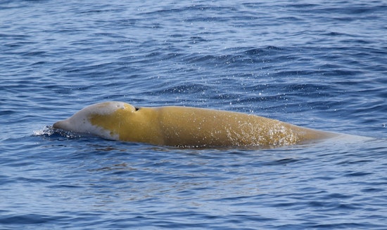 Beaked Whale Shocks Monterey Bay with a Rare Surprise Appearance