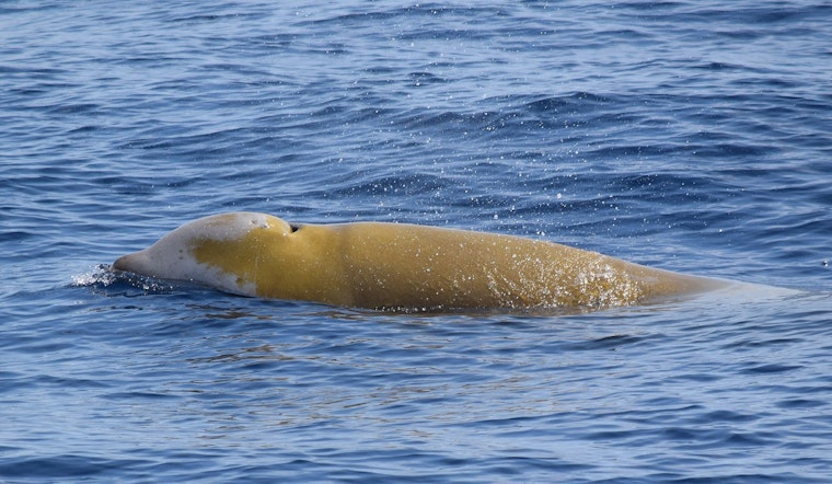 Beaked Whale Shocks Monterey Bay with a Rare Surprise Appearance