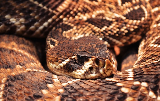 Rattlesnake Bite in Napa County: Teen Victim Airlifted to Hospital