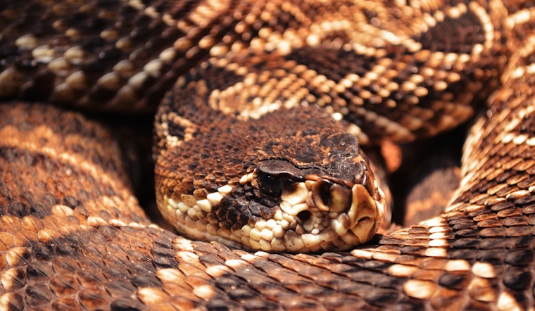 Rattlesnake Bite in Napa County: Teen Victim Airlifted to Hospital