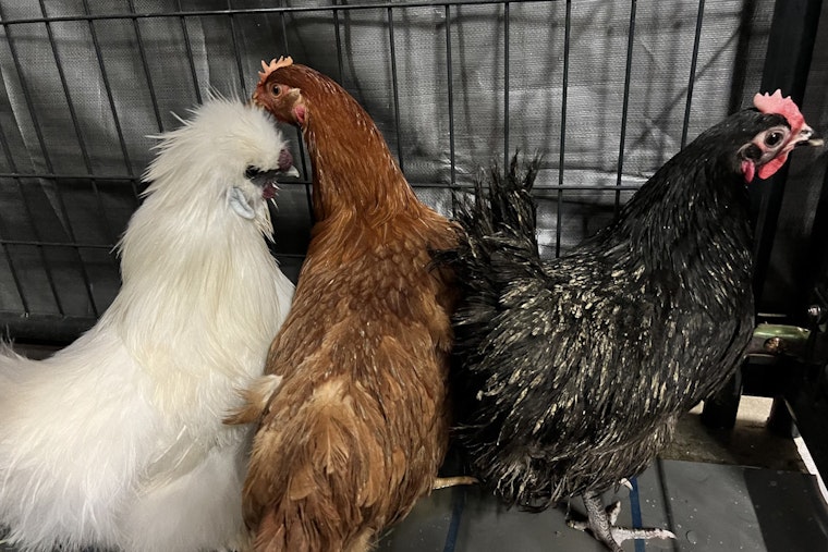 Cher, Britney, Shakira, & 21 Other Chickens Rescued from Inhumane Conditions in Vista, Now Ready for Adoption