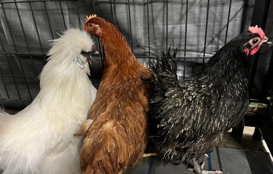 Cher, Britney, Shakira, & 21 Other Chickens Rescued from Inhumane Conditions in Vista, Now Ready for Adoption
