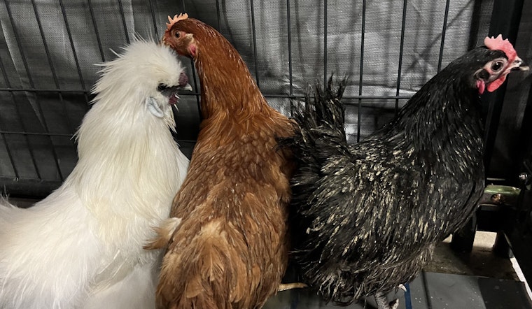 Cher, Britney, Shakira, & 21 Other Chickens Rescued from Inhumane Conditions in Vista, Now Ready for Adoption