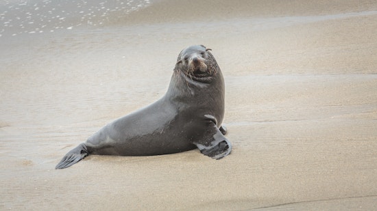 Toxic Algae Terror: Bay Area Faces Devastating Sea Lion and Dolphin Massacre