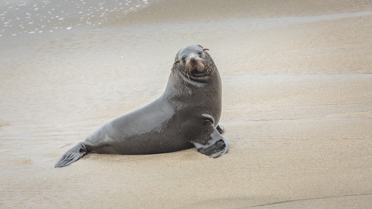 Toxic Algae Terror: Bay Area Faces Devastating Sea Lion and Dolphin Massacre