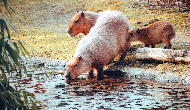 Quartet of Newborn Whiskered Wonders, the Planet's Largest Rodents, Unveiled by San Diego Zoo