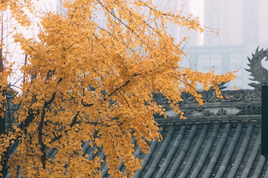 From Hiroshima to San Diego, A Symbol of Hope and Peace Grows in a Ginkgo Survivor Tree Seedling