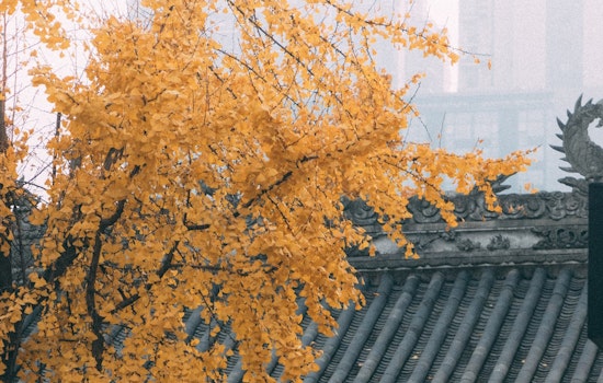 From Hiroshima to San Diego, A Symbol of Hope and Peace Grows in a Ginkgo Survivor Tree Seedling