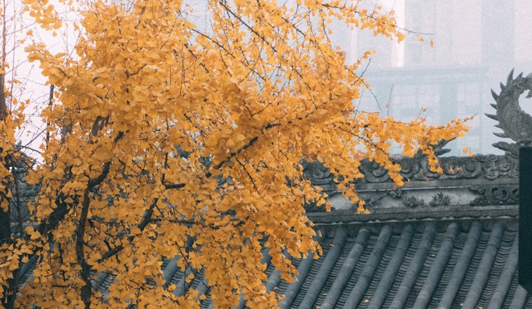 From Hiroshima to San Diego, A Symbol of Hope and Peace Grows in a Ginkgo Survivor Tree Seedling