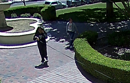 UPDATE: Heartless Duo Snatch Beloved Cavapoo Therapy Dog Tied to Flagpole in San Rafael