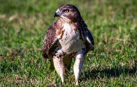 Tuffy the Hawk, Raised by Eagles and Beloved in the San Jose Area, Passes Away