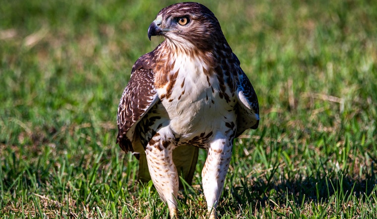 Tuffy the Hawk, Raised by Eagles and Beloved in the San Jose Area, Passes Away
