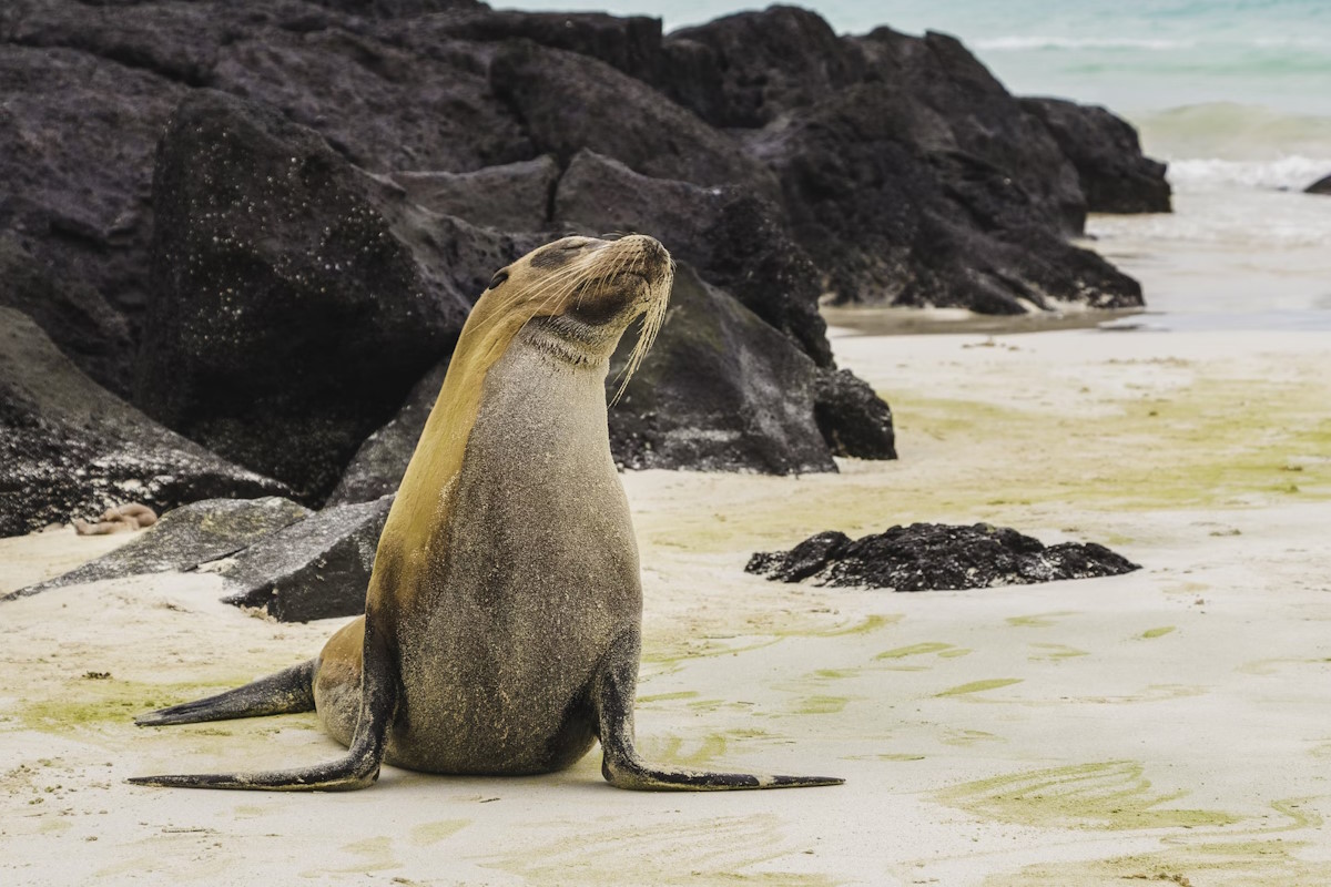 New signs in place to protect La Jolla sea lions, seals