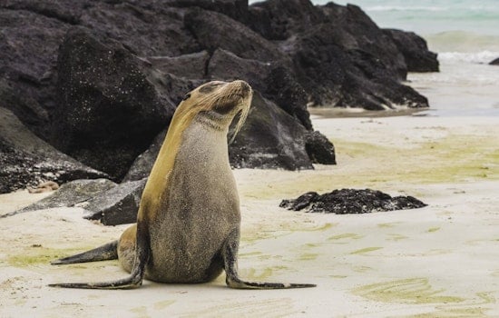 La Jolla Sea Lion Sanctuary Sparks Debate Over Permanent Closure of Point La Jolla