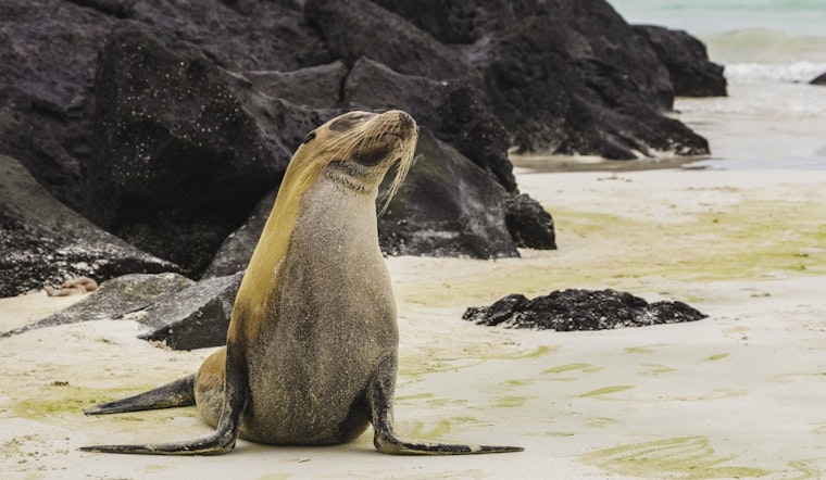 La Jolla Sea Lion Sanctuary Sparks Debate Over Permanent Closure of Point La Jolla