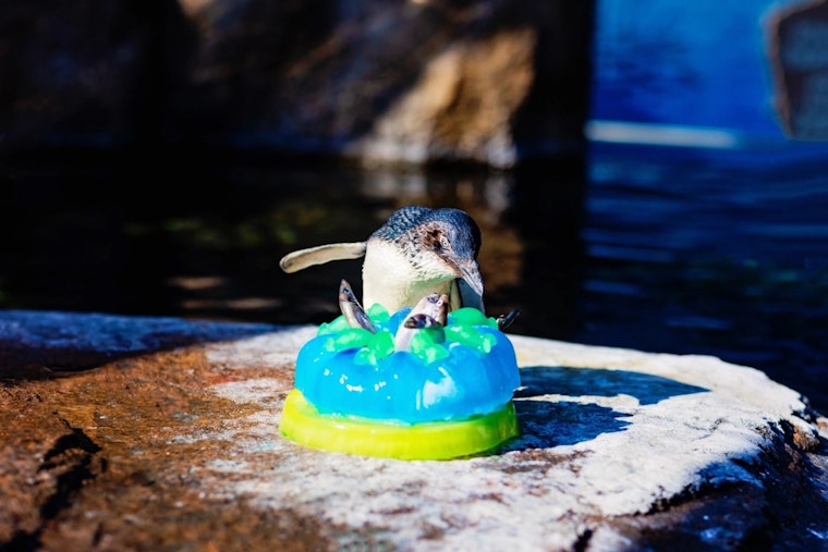 Little Blue Penguins Win Hearts and Celebrate Anniversary at Birch Aquarium with Fishcakes and Beach Balls