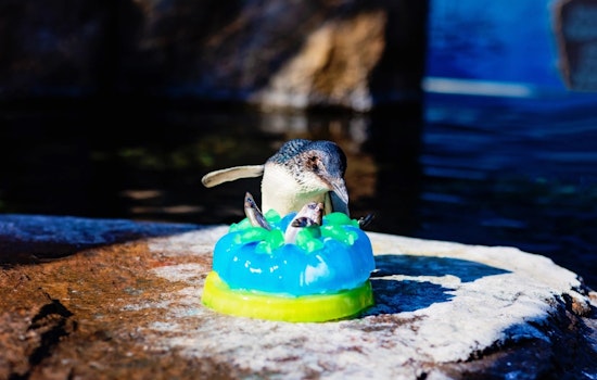 Little Blue Penguins Win Hearts and Celebrate Anniversary at Birch Aquarium with Fishcakes and Beach Balls