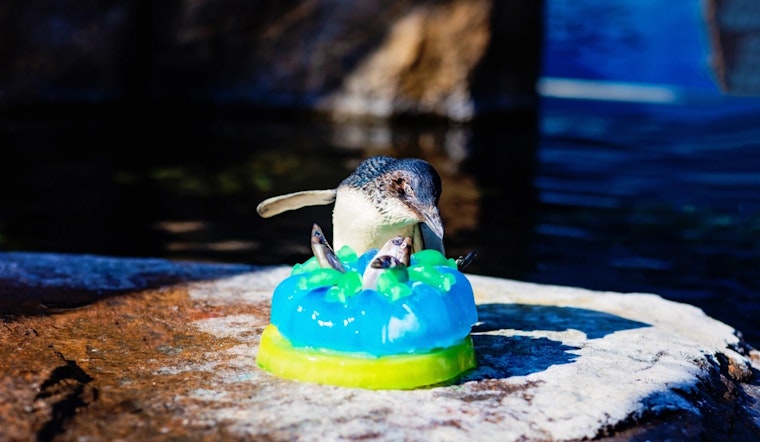Little Blue Penguins Win Hearts and Celebrate Anniversary at Birch Aquarium with Fishcakes and Beach Balls