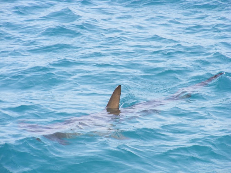 Record Breaking Shark Sighting Tourist Warning Issued For Popular Vacation Spot - 3p69xhp